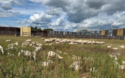 Bad Schmiedeberg sheeps